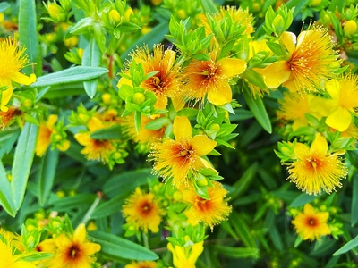 Hypericum