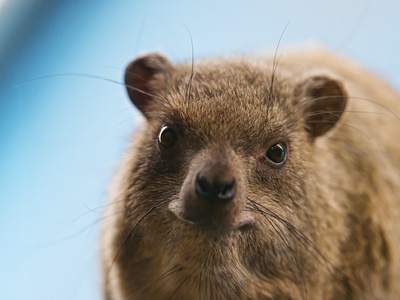 Hyrax