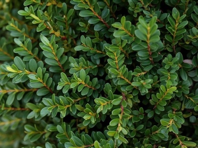 Hyrcanian Boxwood