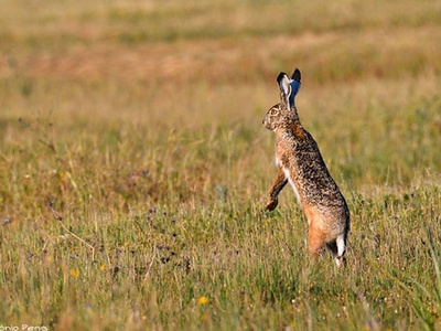 Iberian hare