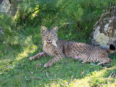Iberian Lynx