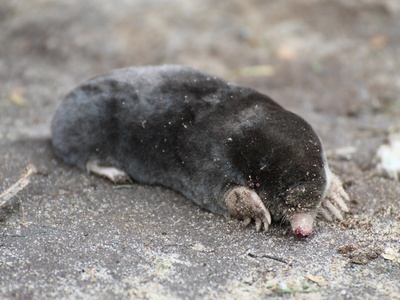 Iberian mole