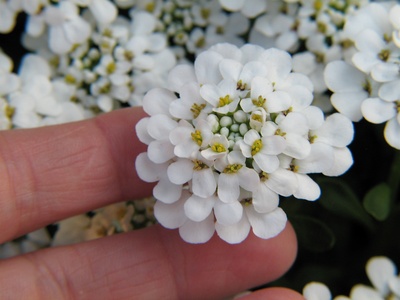Iberis