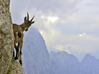 Ibex