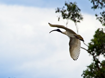 Ibis