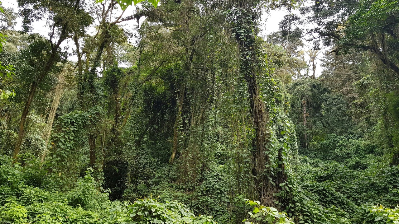 Afromontane forest with Juniperus procera and Podocarpus on Mount Kenya slopes