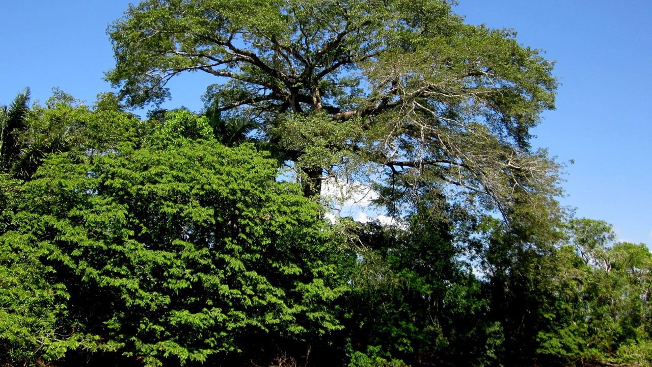 Tall tropical canopy trees in Nicaragua including Ceiba and mahogany