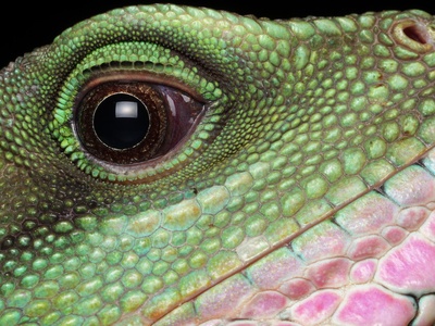 Iguana