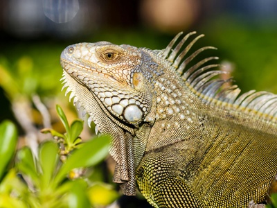 Iguana