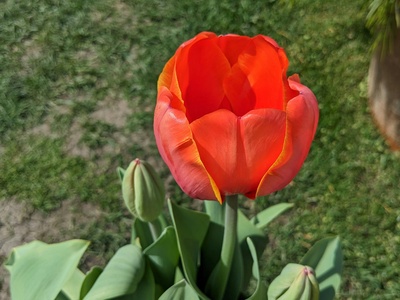 Ili Tulip