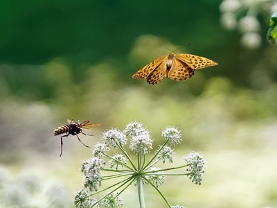 Illyrian Fritillary