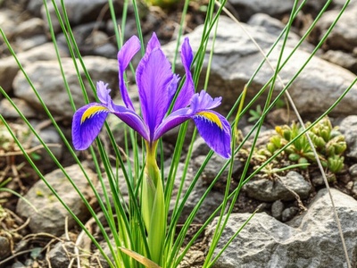 Illyrian Iris