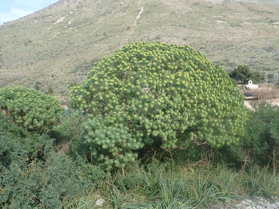 Illyrian Spurge