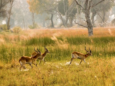 Impala