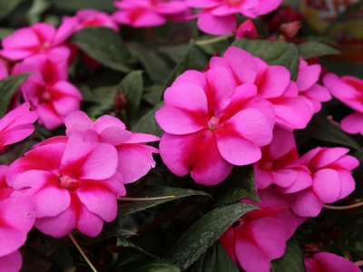Impatiens