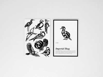 Imperial shag