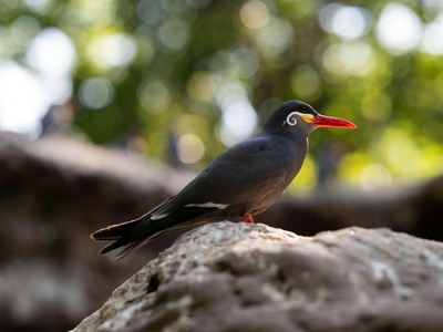 Inca tern