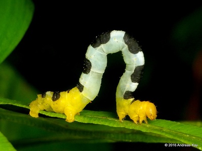 Inchworm