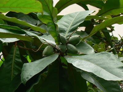 Indian Almond