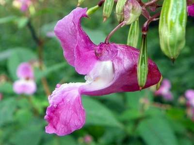 Indian Balsam