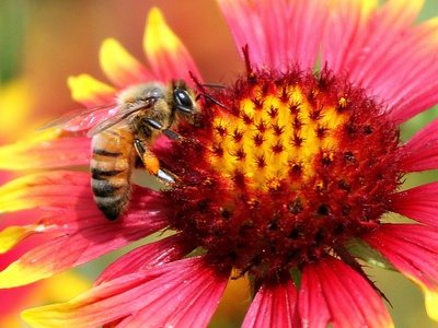 Indian blanket