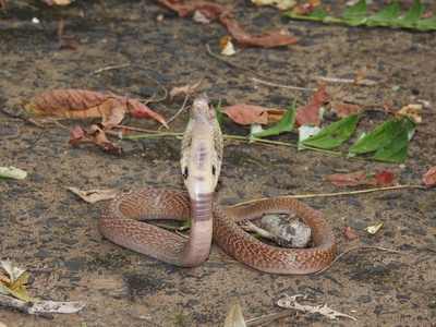 Indian cobra