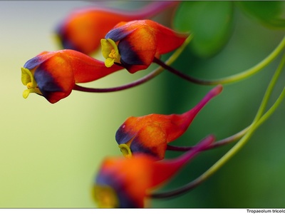 Indian cress