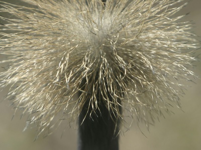 Indian crested porcupine (alternate common)
