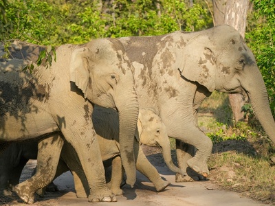 Indian elephant