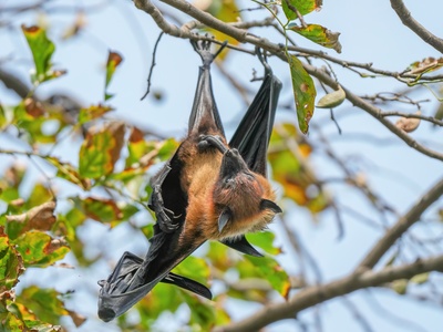 Indian Flying Fox