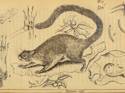 Indian giant flying squirrel