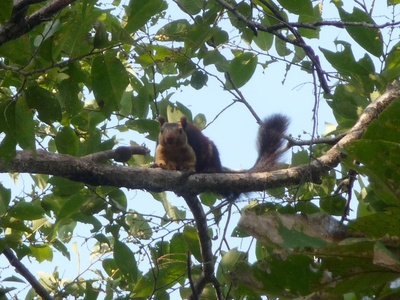 Indian giant squirrel