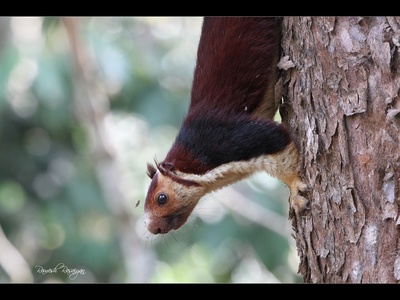 Indian giant squirrel