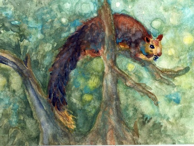 Indian Giant Squirrel