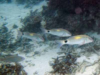 Indian Goatfish