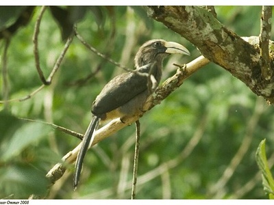 Indian Grey Hornbill