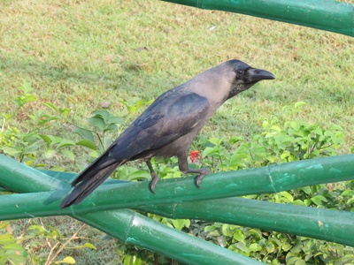 Indian House Crow