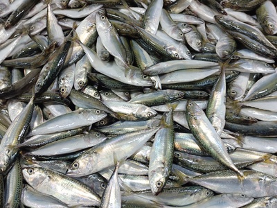 Indian Mackerel