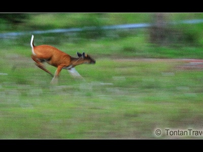 Indian muntjac