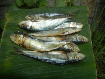 Indian Oil Sardine