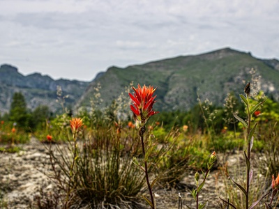 Indian paintbrush