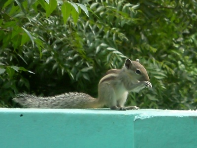 Indian palm squirrel