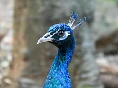 Indian Peafowl