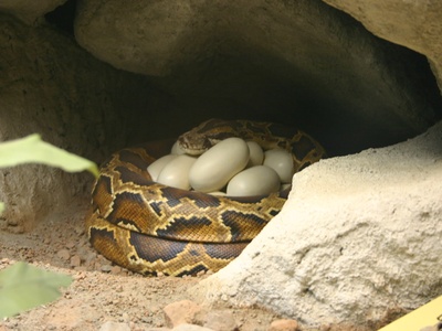 Indian python