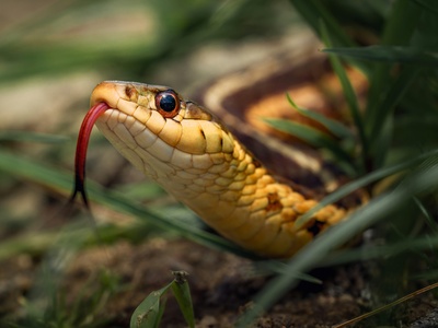 Indian Python