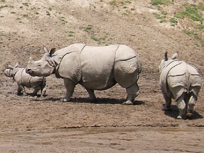 Indian rhinoceros