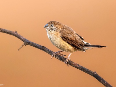 Indian Silverbill