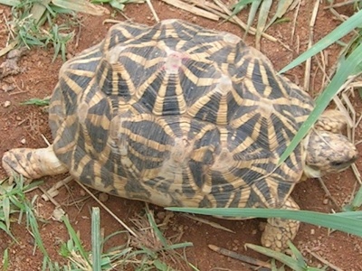 Indian star tortoise