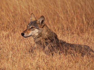 Indian wolf