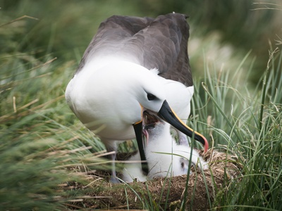 Indian Yellow-nosed Albatross